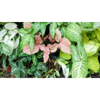Natural Syngonium 